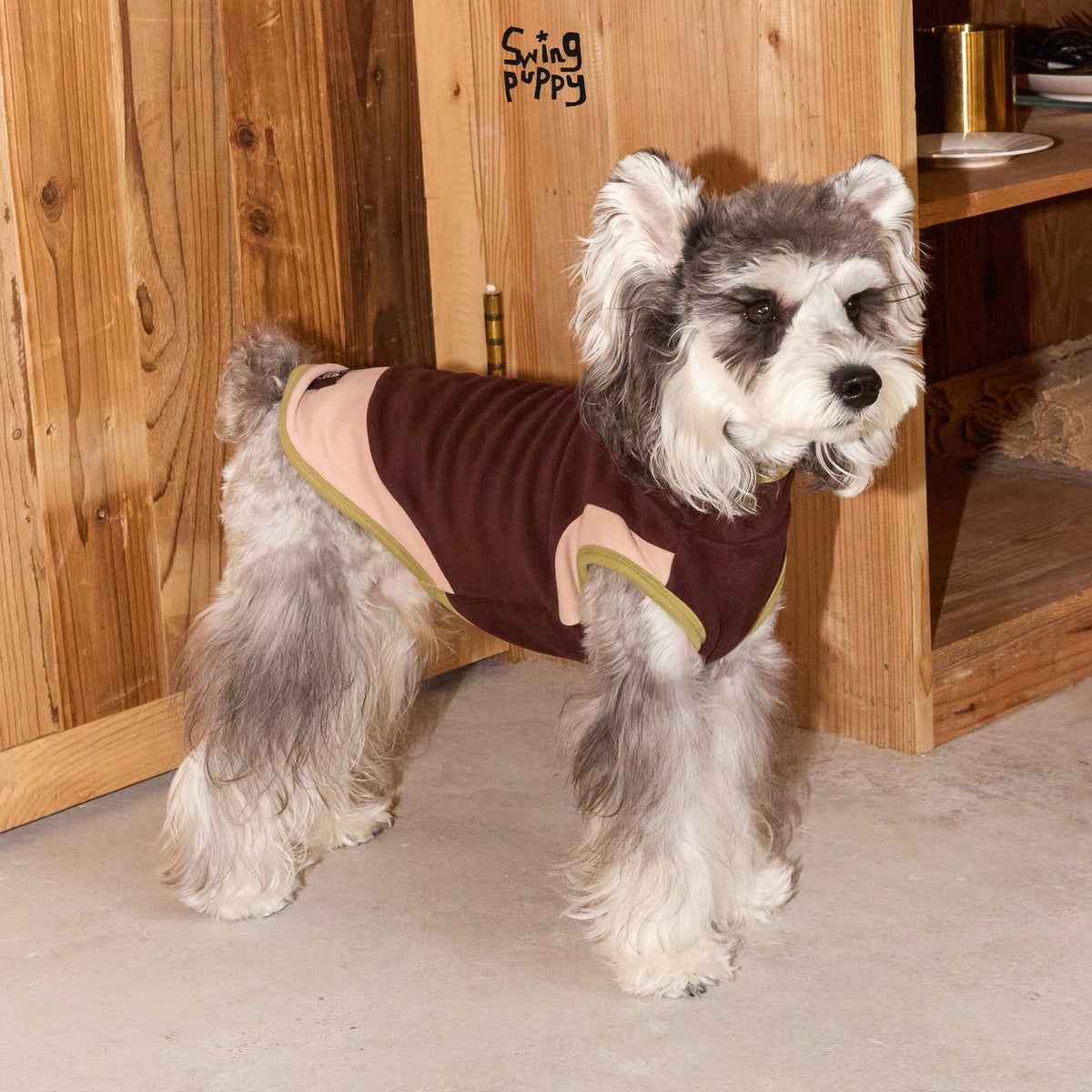 Schnauzer wearing a brown top with pink and yellow trim.