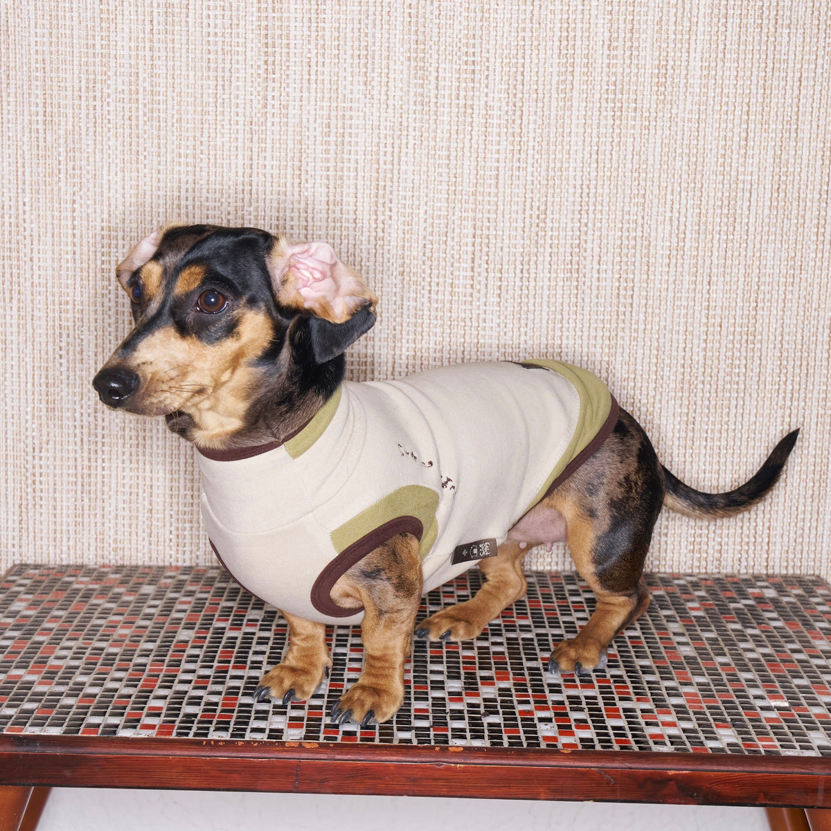 Dachshund wearing a cream top with pale green and yellow edging.