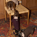 Dachshunds modeling brown and plum four-leg bodysuits beside a wicker chair.