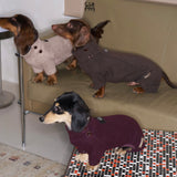 Dogs wearing lavender, gray and plum bodysuits on a sofa.