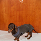 Dachshund wearing a charcoal bodysuit with a purple neckline.