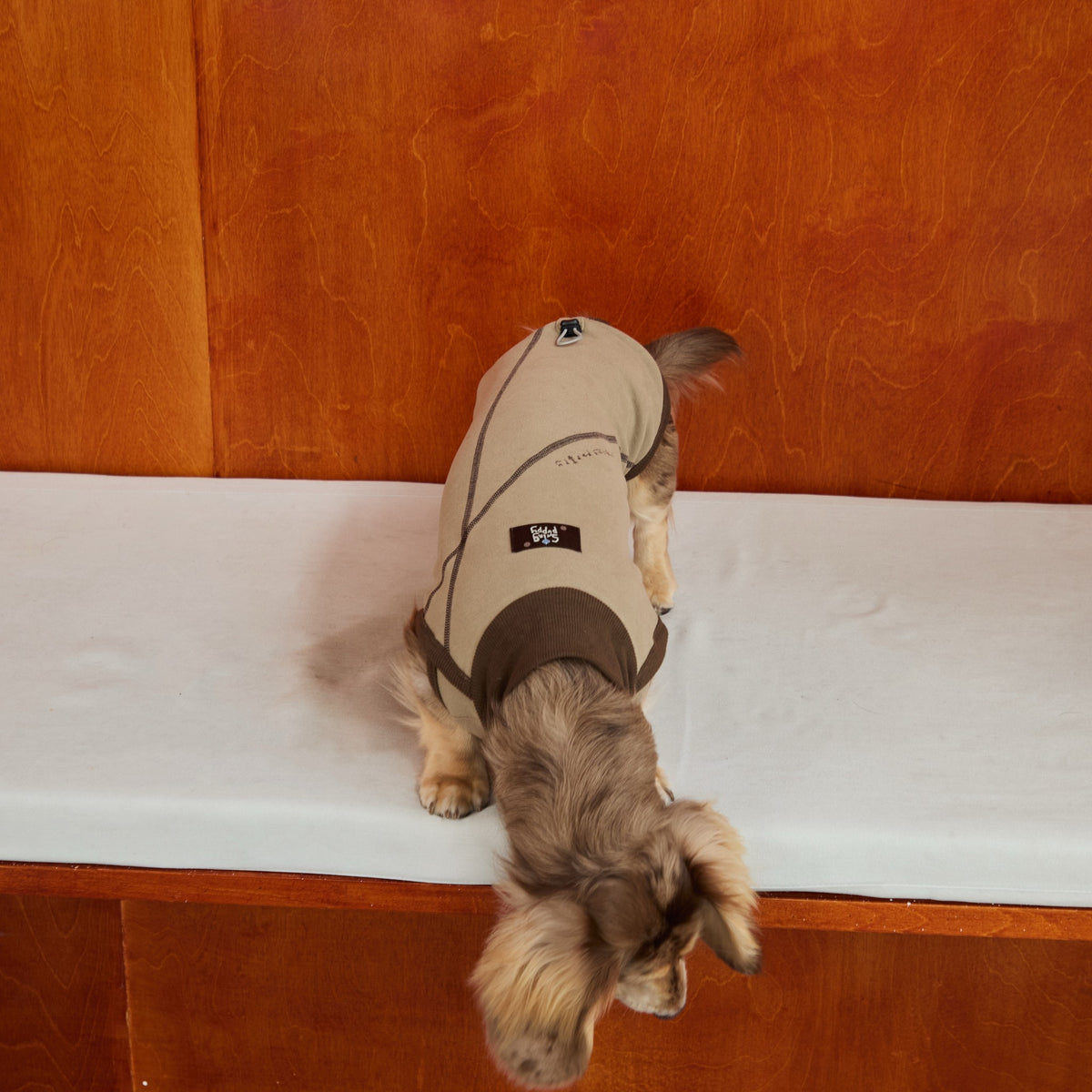 Rear view of a tan bodysuit on a long-haired dachshund.