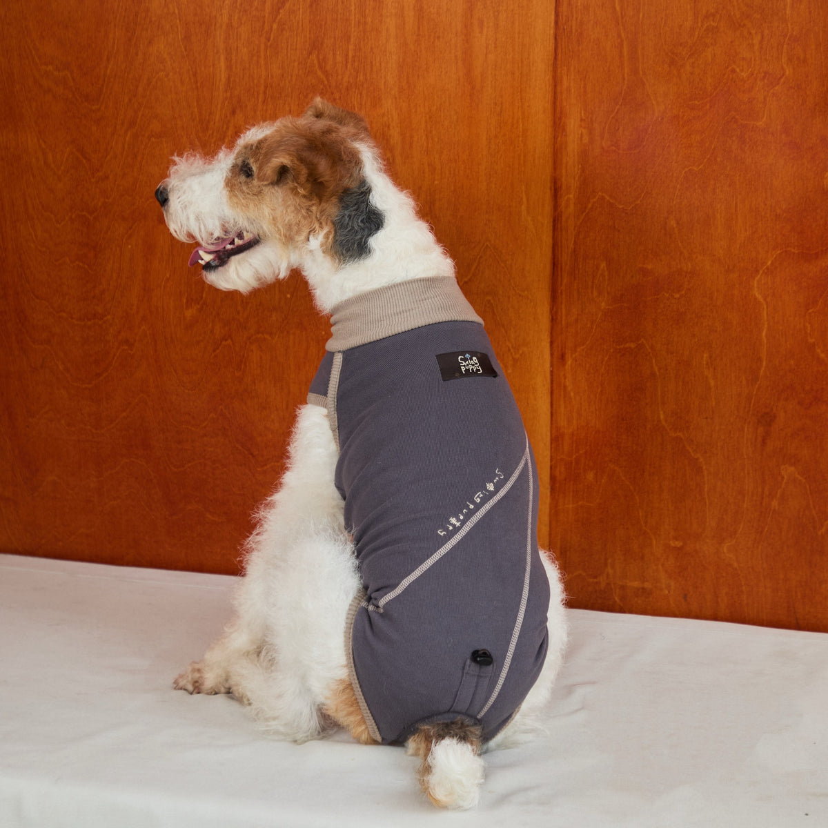 Seated terrier wearing a purple-gray bodysuit with contrasting seams.