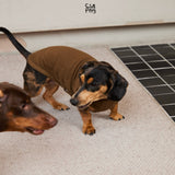 Dachshund wearing a brown sleeveless high-neck top.