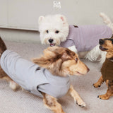 Dachshund and terrier wearing gray and lavender high-neck tops.