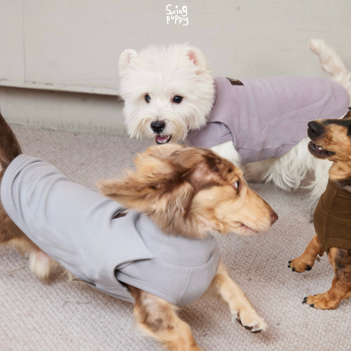Dachshund and terrier wearing gray and lavender high-neck tops.