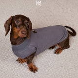Seated dachshund wearing a gray sleeveless high-neck top.