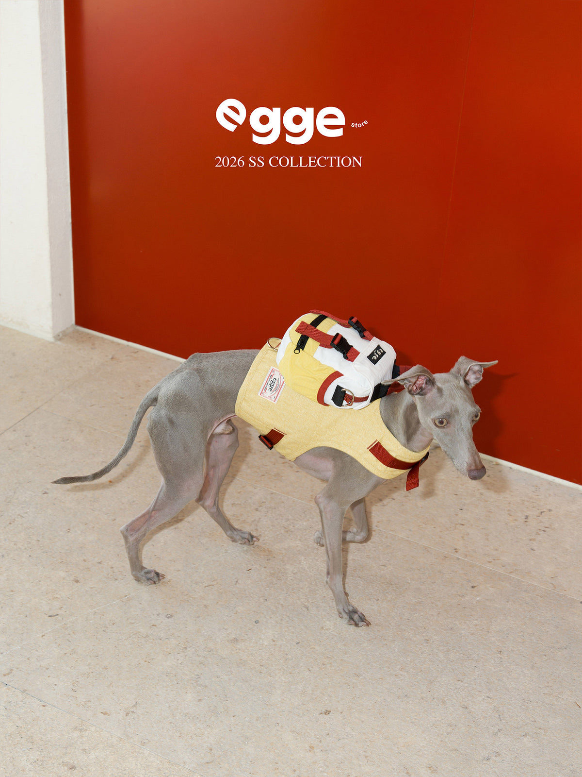 Slender dog wearing a yellow colorblock backpack on a harness.