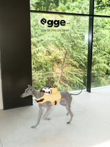 Dog wearing a yellow backpack beside a large window.
