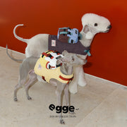 Little Trekker | Color-Block Dog Backpack