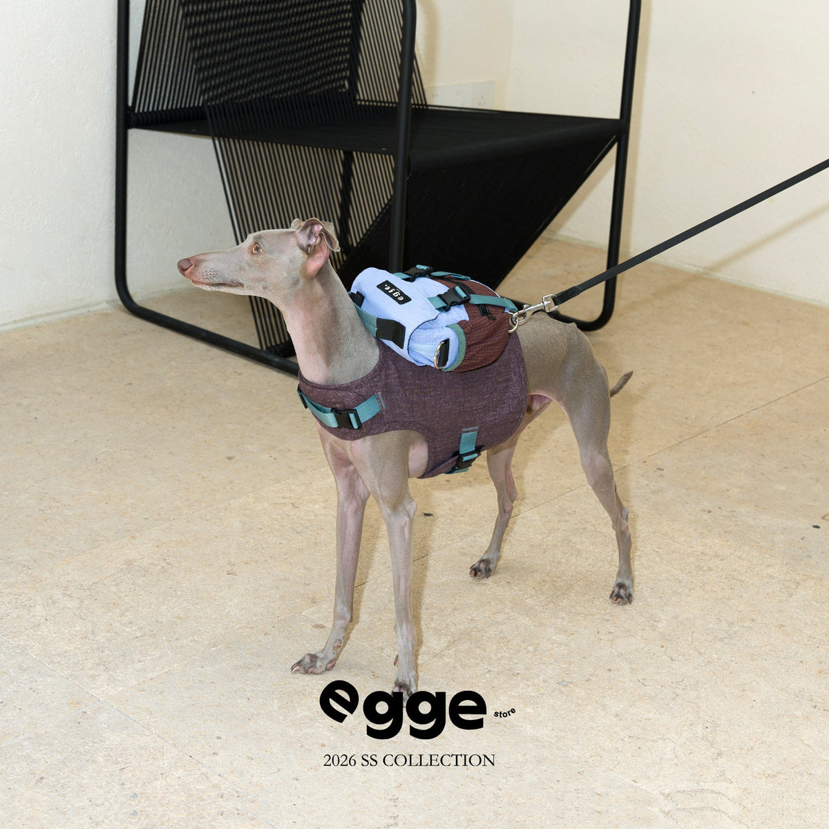 Side view of a dog wearing a blue and purple backpack.