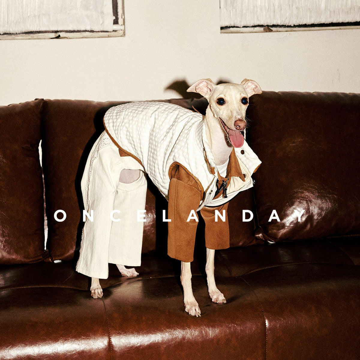 Front view of a cream dog vest worn over a brown jacket.