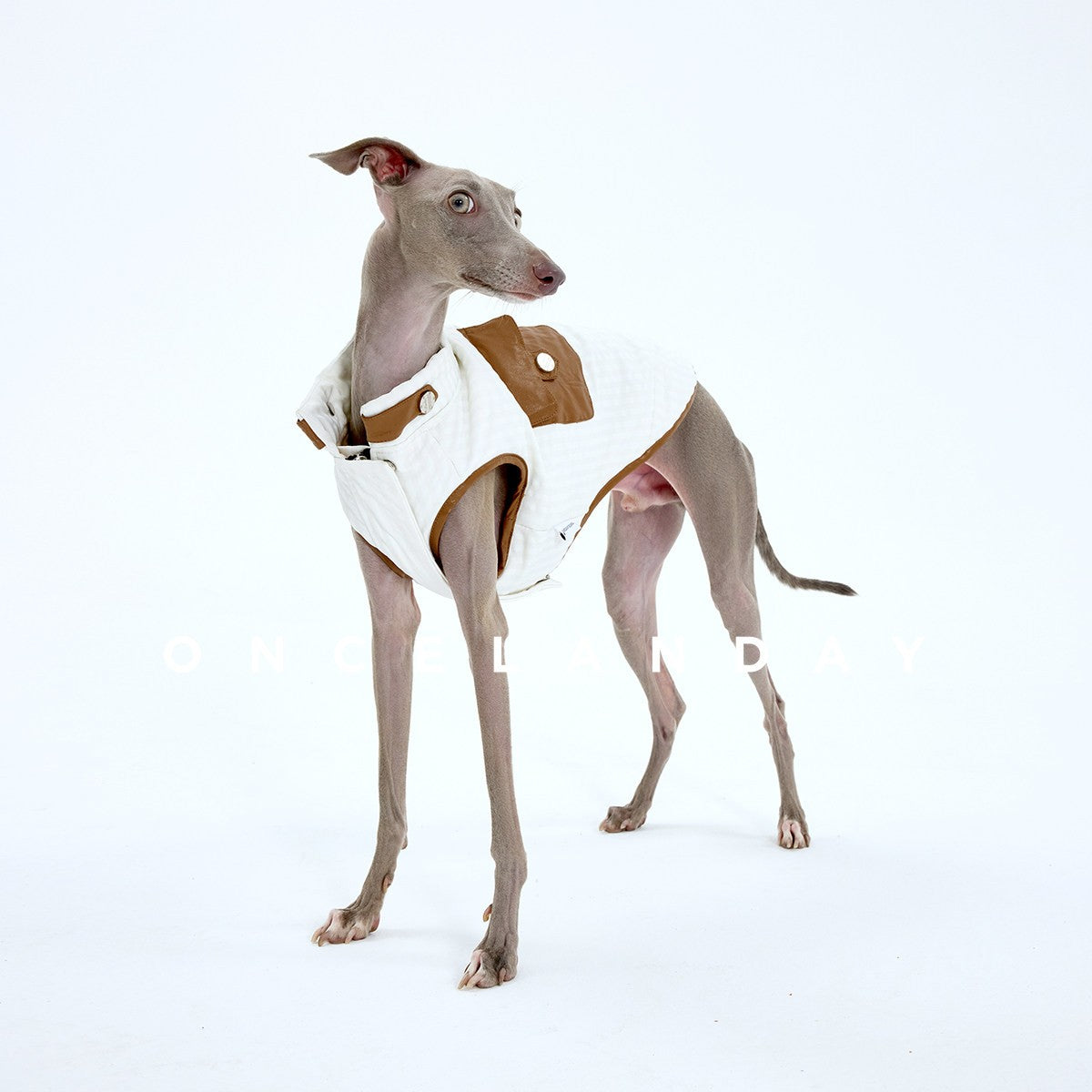 Dog modeling a cream vest with contrasting brown pockets.