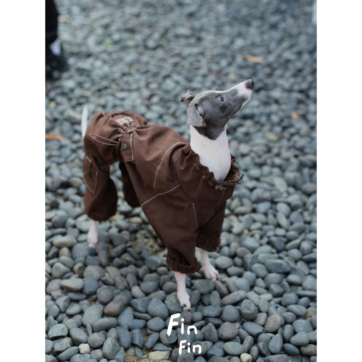Dog modeling a brown four-leg utility suit on a pebble surface.