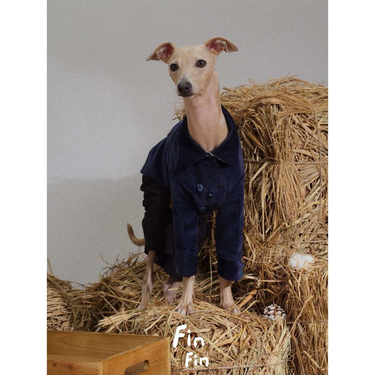 Dog wearing a navy collared corduroy-style jacket.