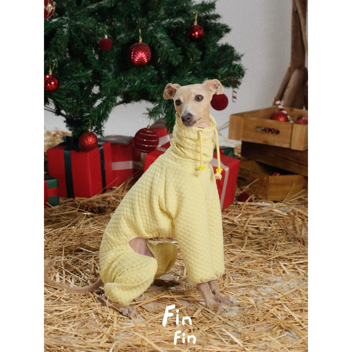 Seated dog wearing a yellow textured four-leg bodysuit.