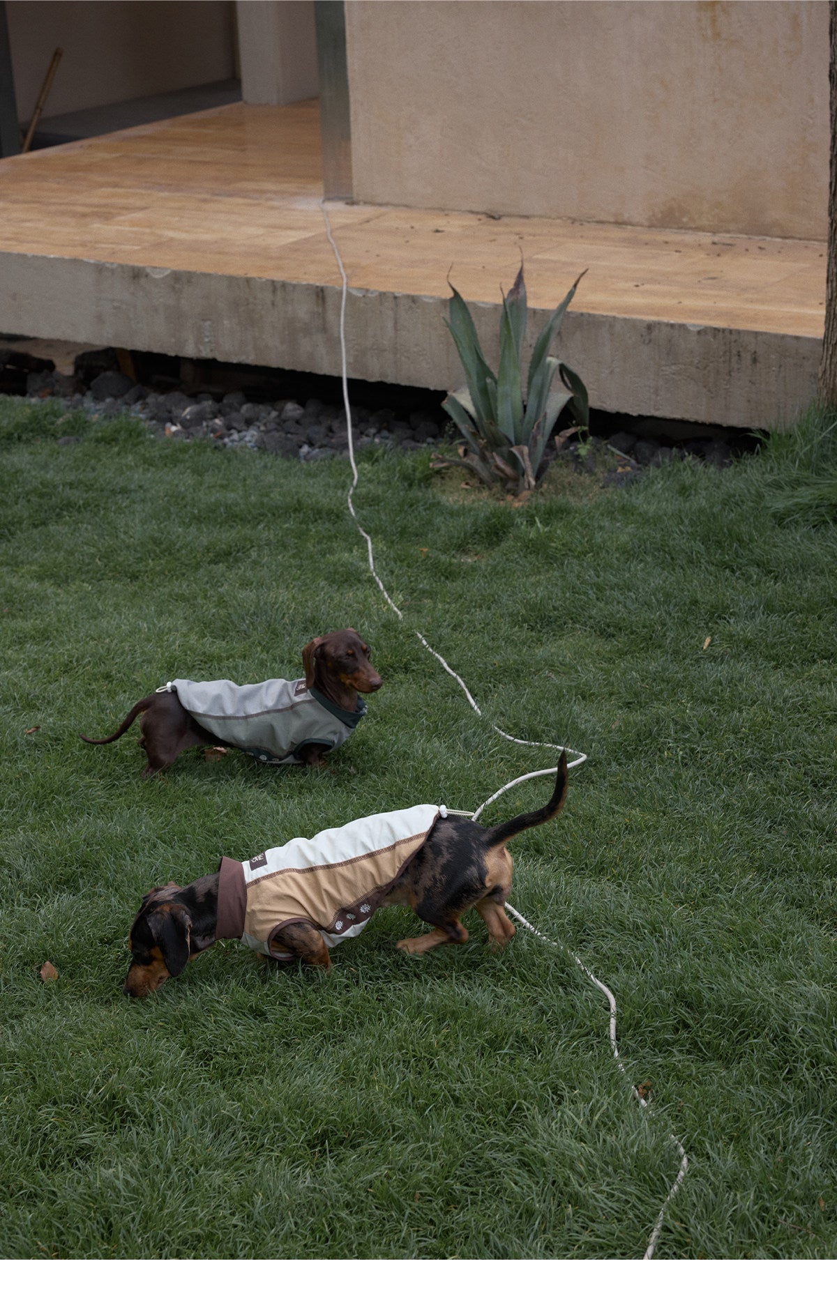 Product photo: Wanderwild — Embroidered Outdoor Dog Vest.