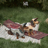 Dachshunds wearing colorblock outdoor vests and caps on a picnic rug.