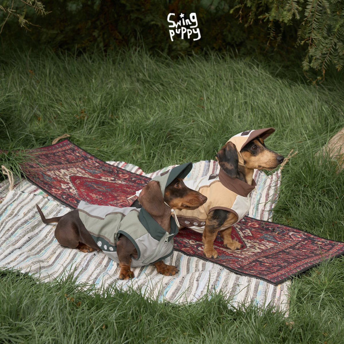 Dachshunds wearing colorblock outdoor vests and caps on a picnic rug.