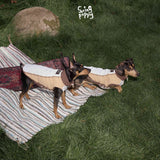 Dogs wearing tan colorblock vests beside a picnic blanket on grass.