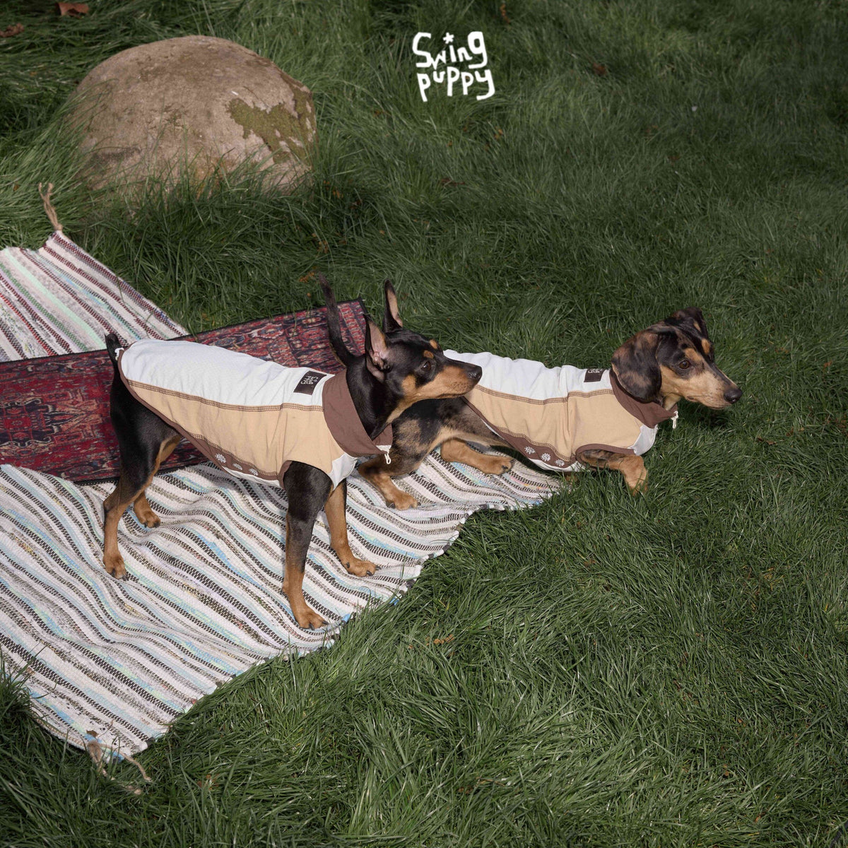 Dogs wearing tan colorblock vests beside a picnic blanket on grass.