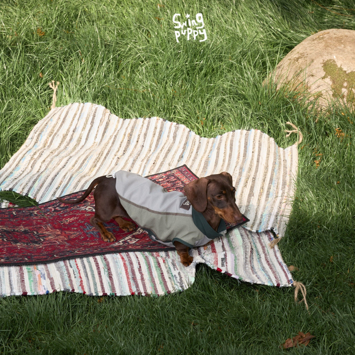 Overhead view of an olive-gray vest on a long-haired dachshund.