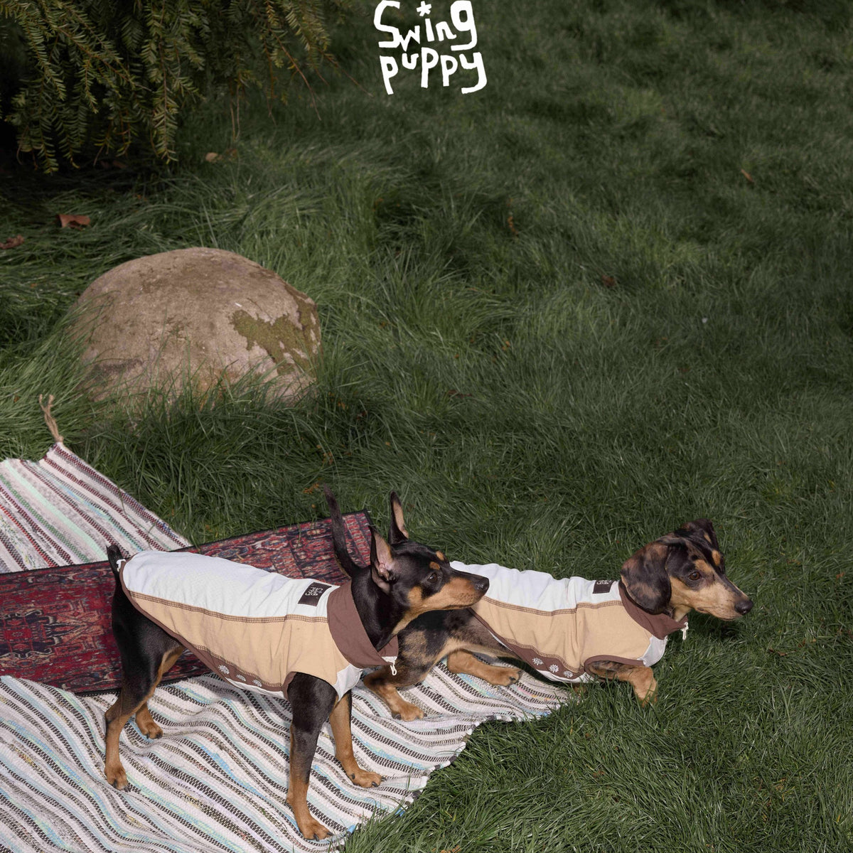 Dogs wearing tan outdoor vests beside a striped picnic blanket.