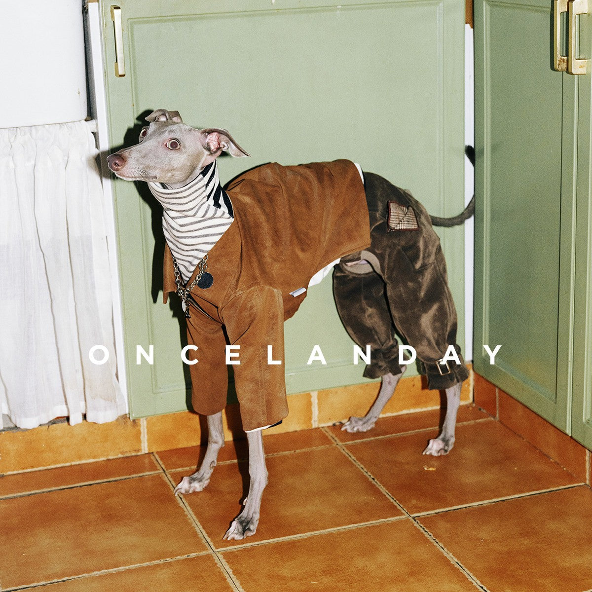 Dog wearing dark plaid trousers with a brown jacket and striped shirt.