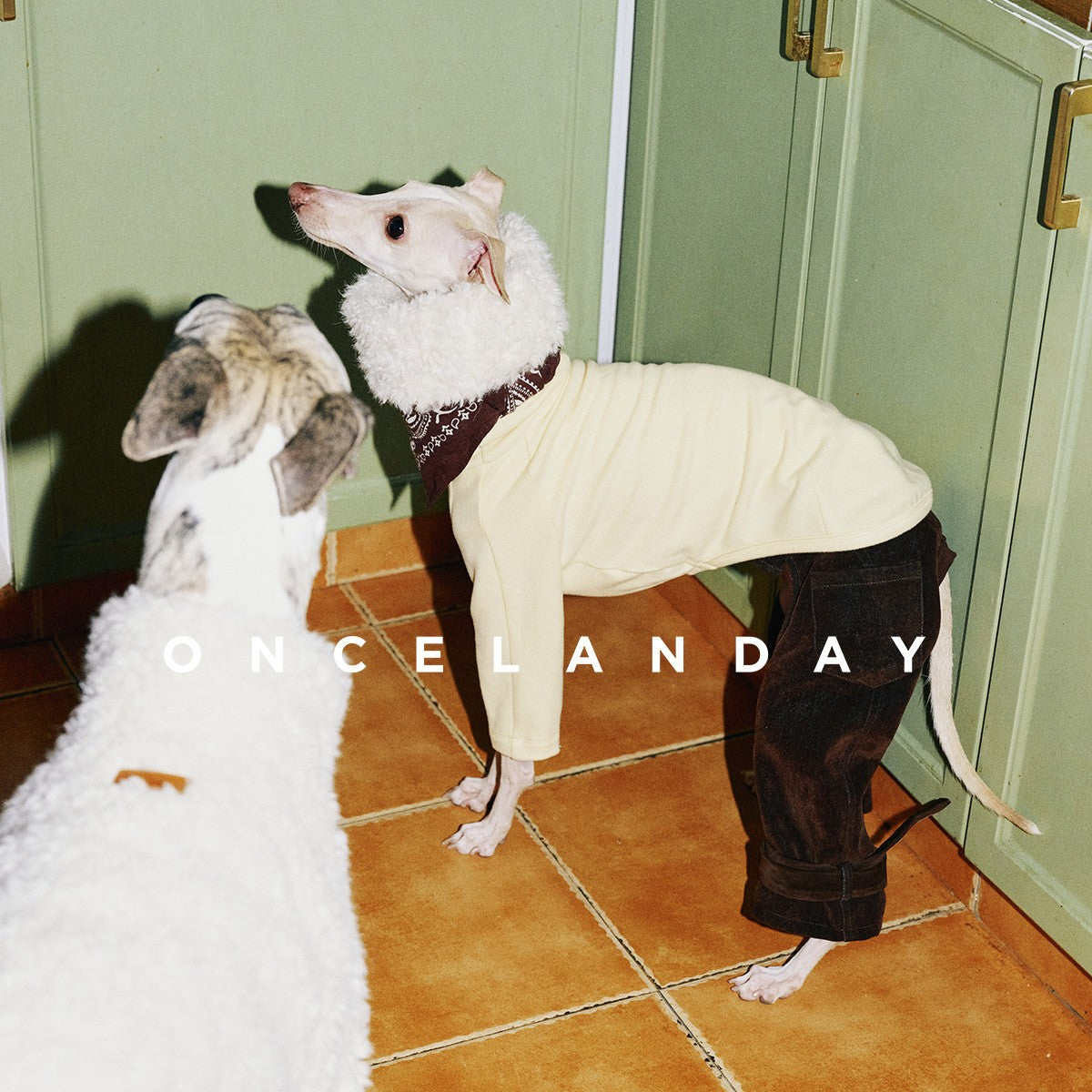Dogs wearing brown trousers with cream tops and fluffy collars.