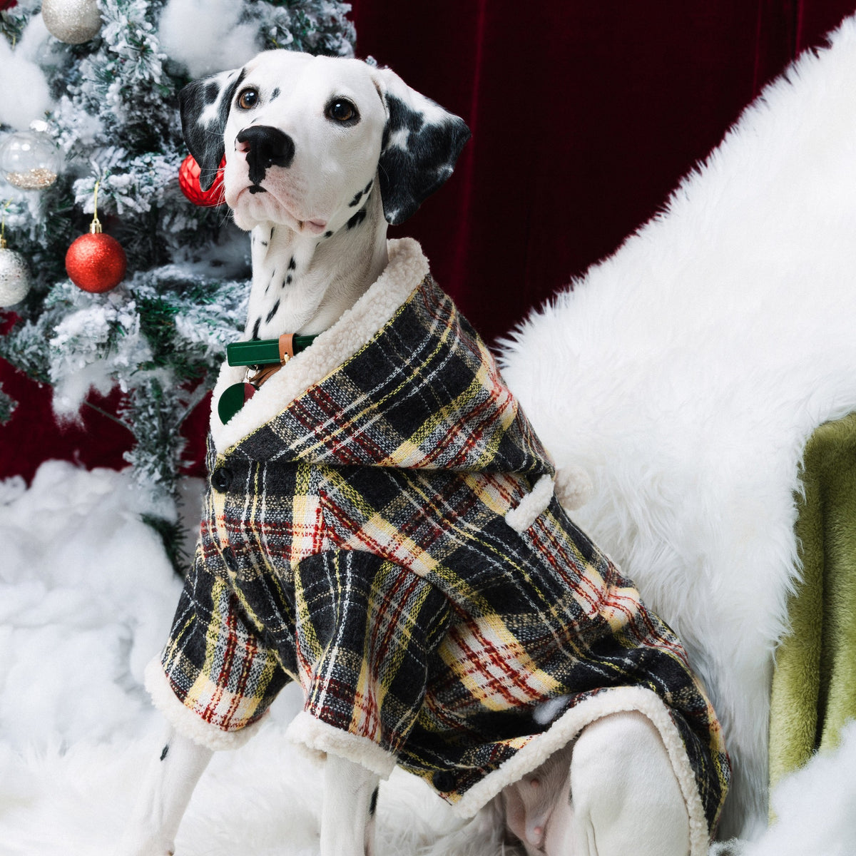 Seated Dalmatian wearing a plaid hooded coat with fluffy trim.