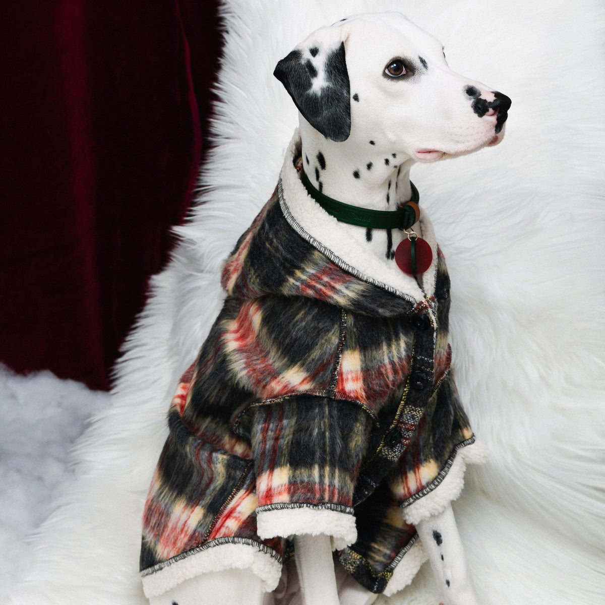 Side view of a plaid hooded coat on a seated Dalmatian.