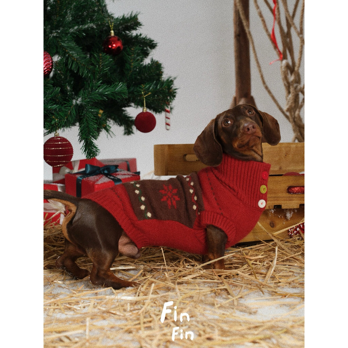 Dachshund wearing a red holiday sweater with brown patterned panels.