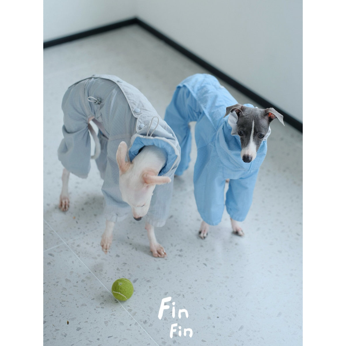 Overhead view of dogs wearing gray and blue outdoor bodysuits.