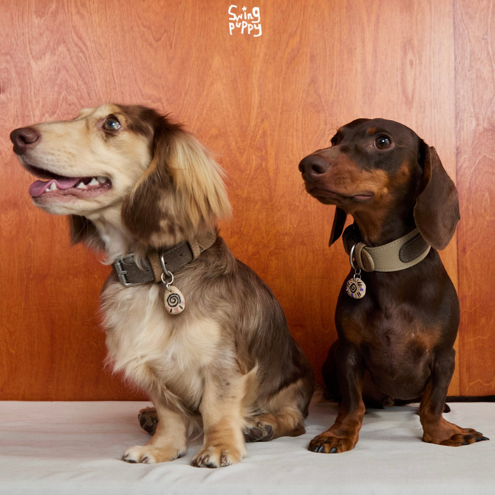 Two dachshunds wearing olive collars with round tags.