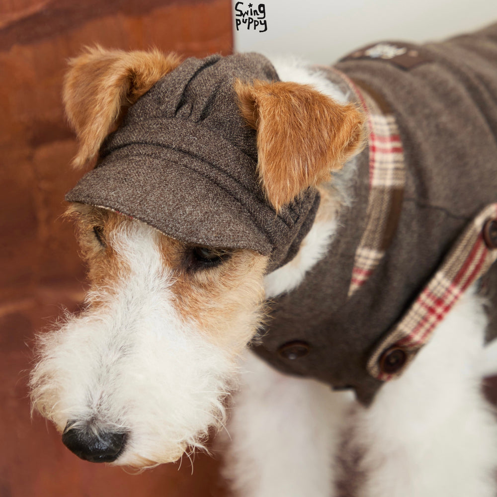 Front view of a gray-brown newsboy cap on a terrier.