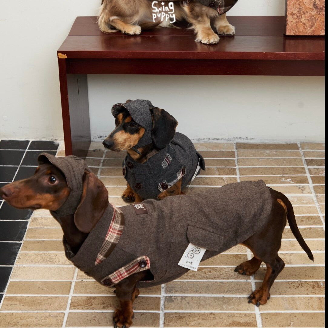 Dachshunds wearing brown and charcoal vests with matching newsboy caps.