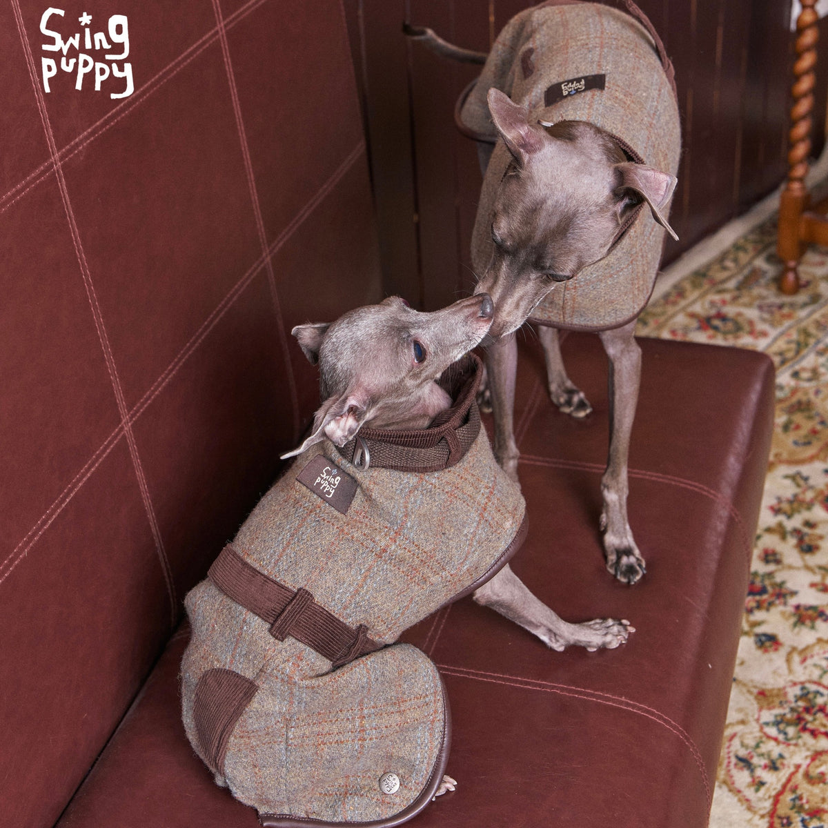 Two dogs wearing brown checked capes.