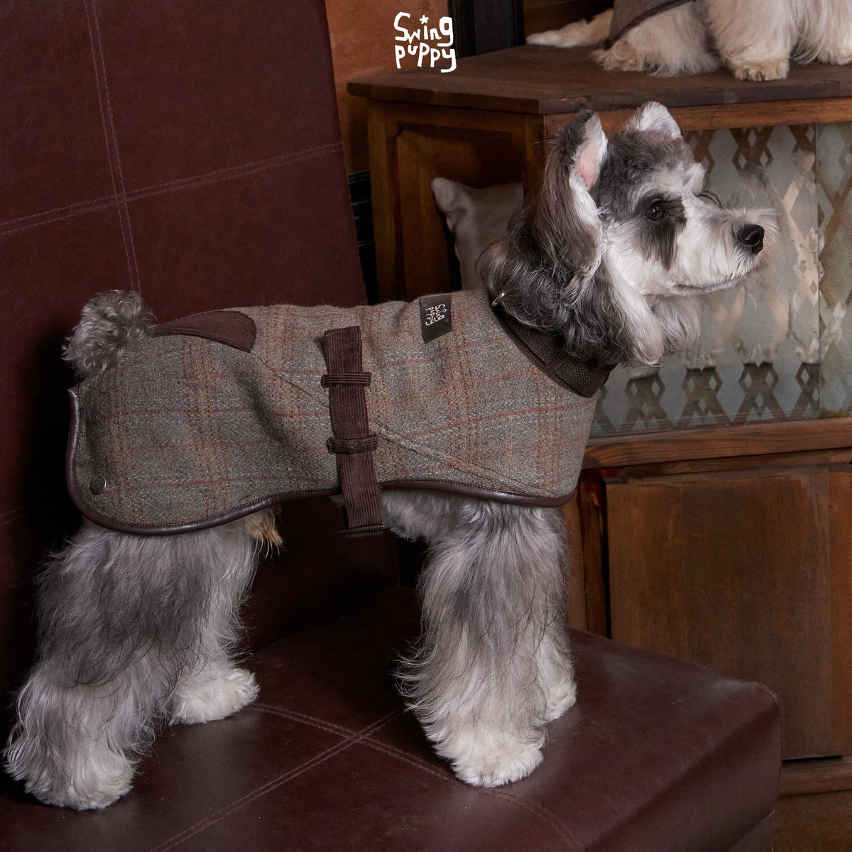 Side view of a checked cape with brown straps on a schnauzer.