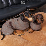 Two dachshunds wearing brown checked capes on a sofa.
