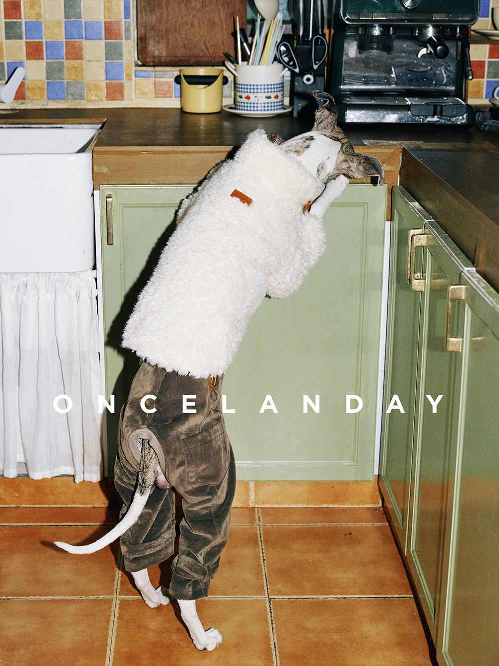 Product photo: Winter Fireside — Lambswool-Panel Dog Coat.