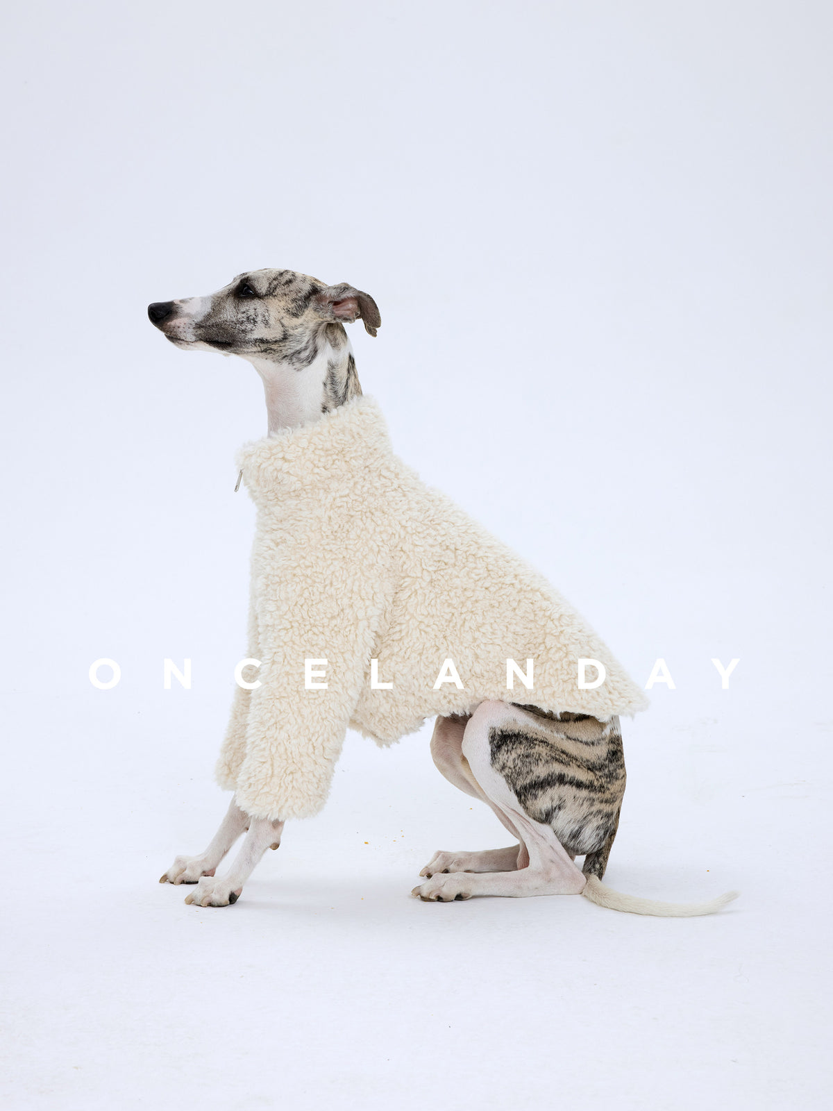 Product photo: Winter Fireside — Lambswool-Panel Dog Coat.