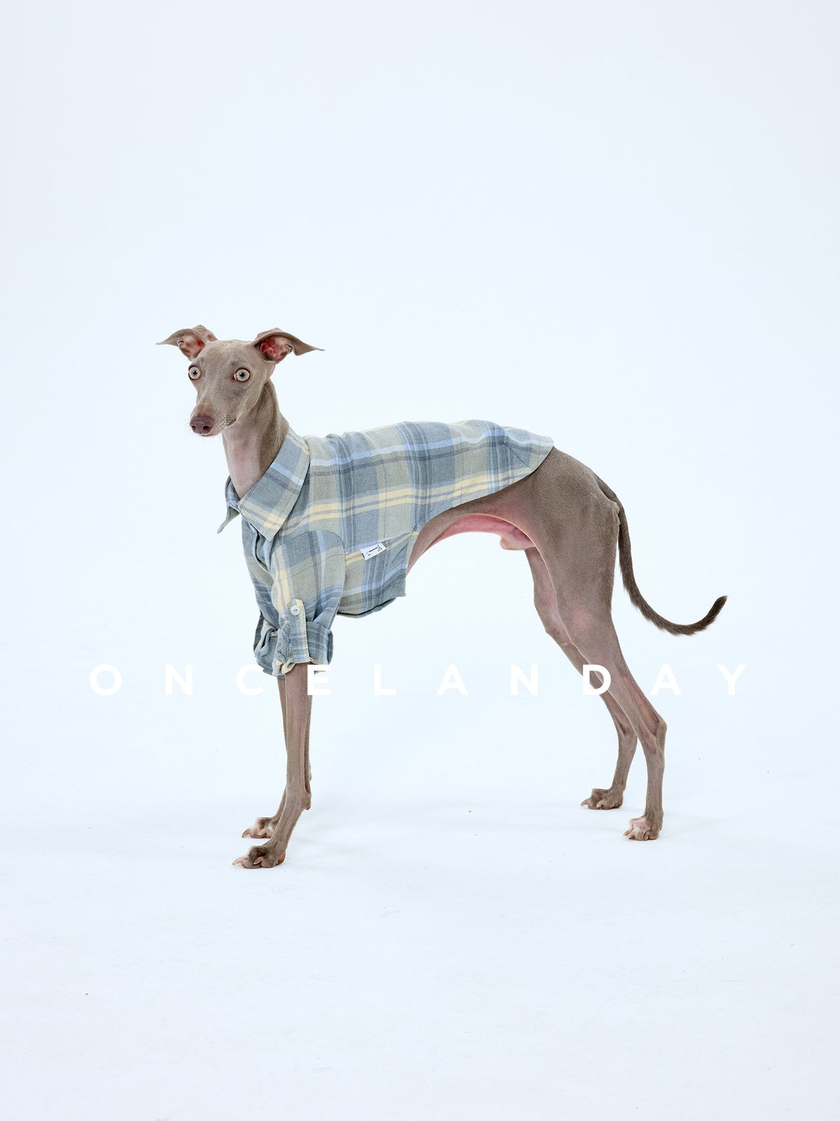 Side view of a dog wearing a blue plaid shirt.