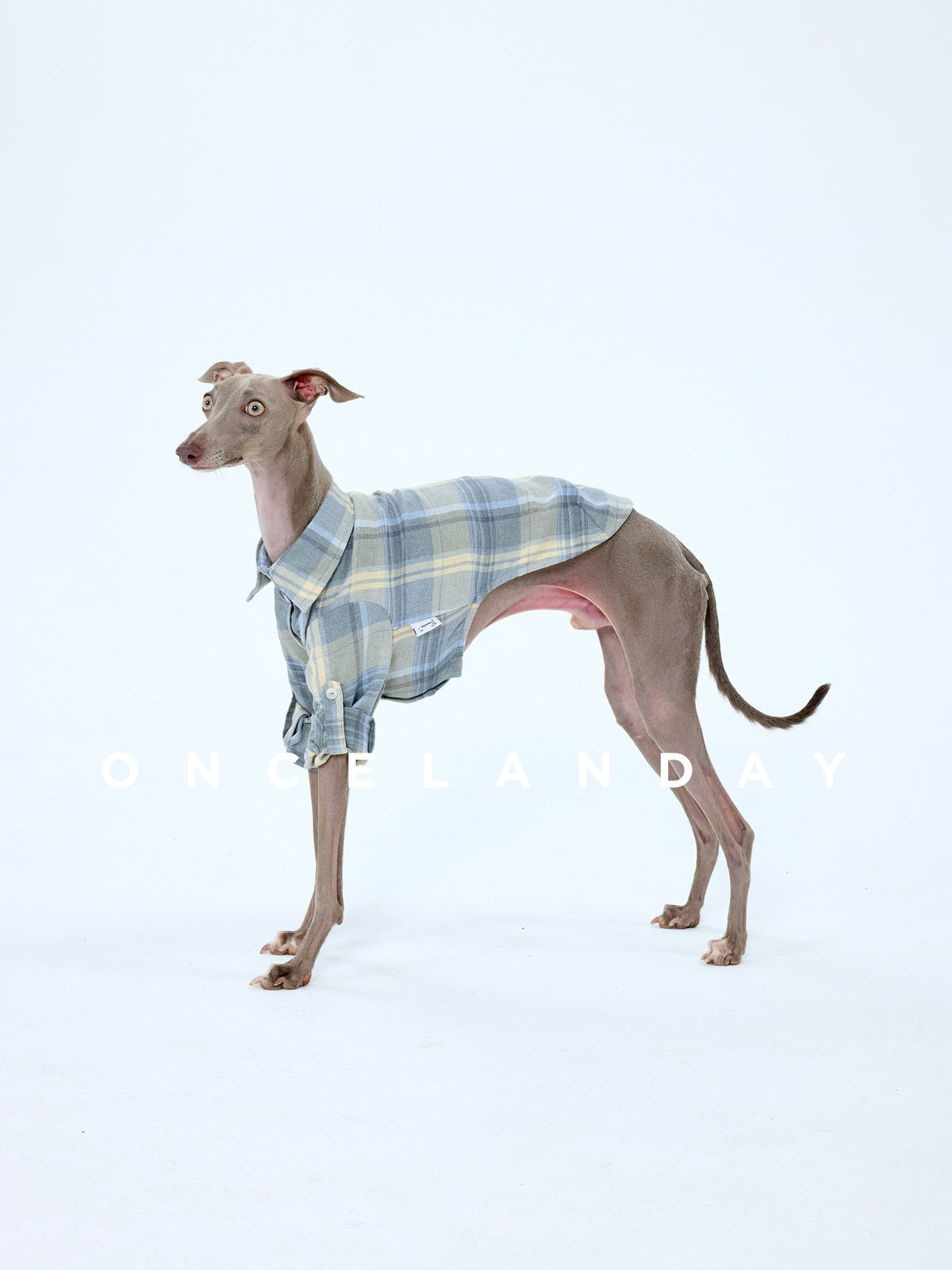 Blue plaid dog shirt with front sleeves, shown from the side.