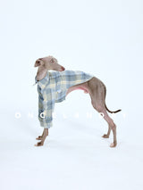 Dog walking in a blue plaid shirt.