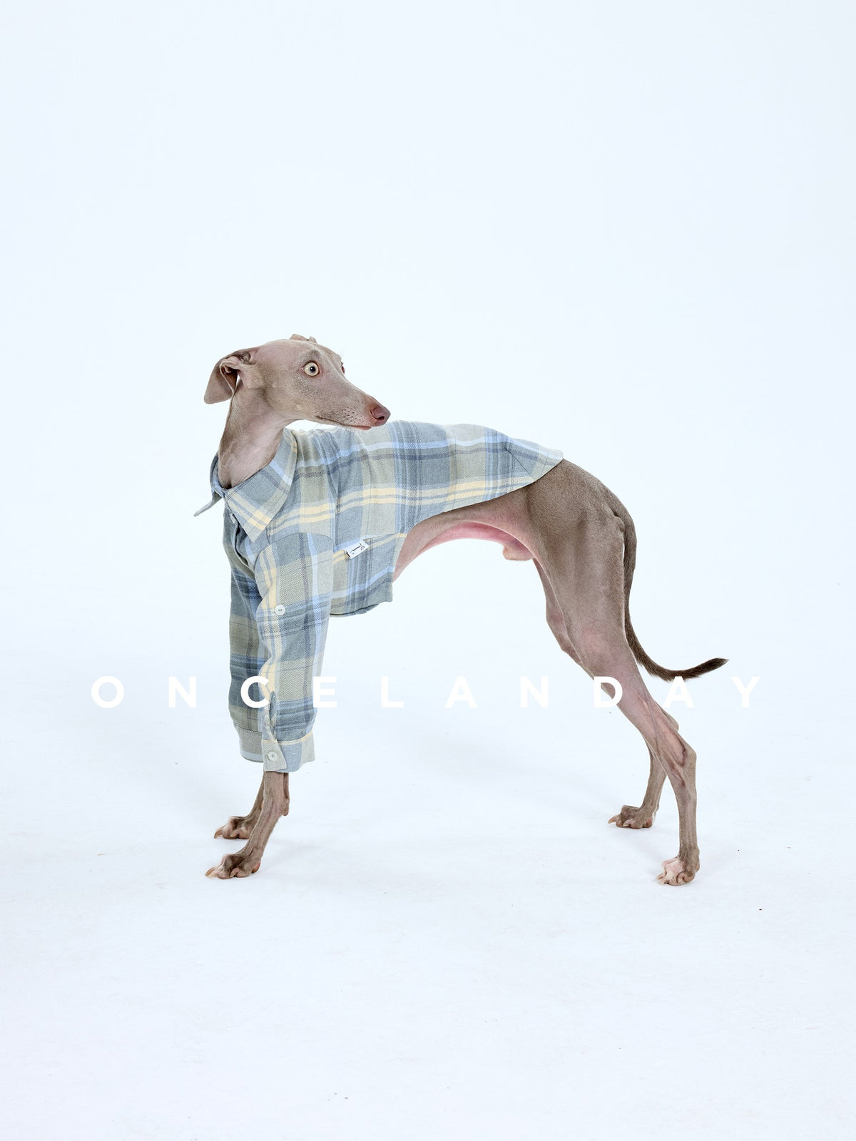 Dog walking in a blue plaid shirt.