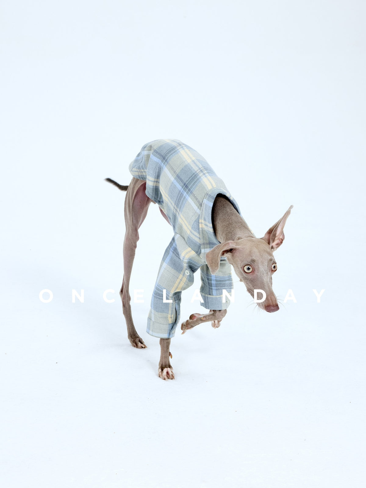 Dog bending forward in a blue plaid shirt.
