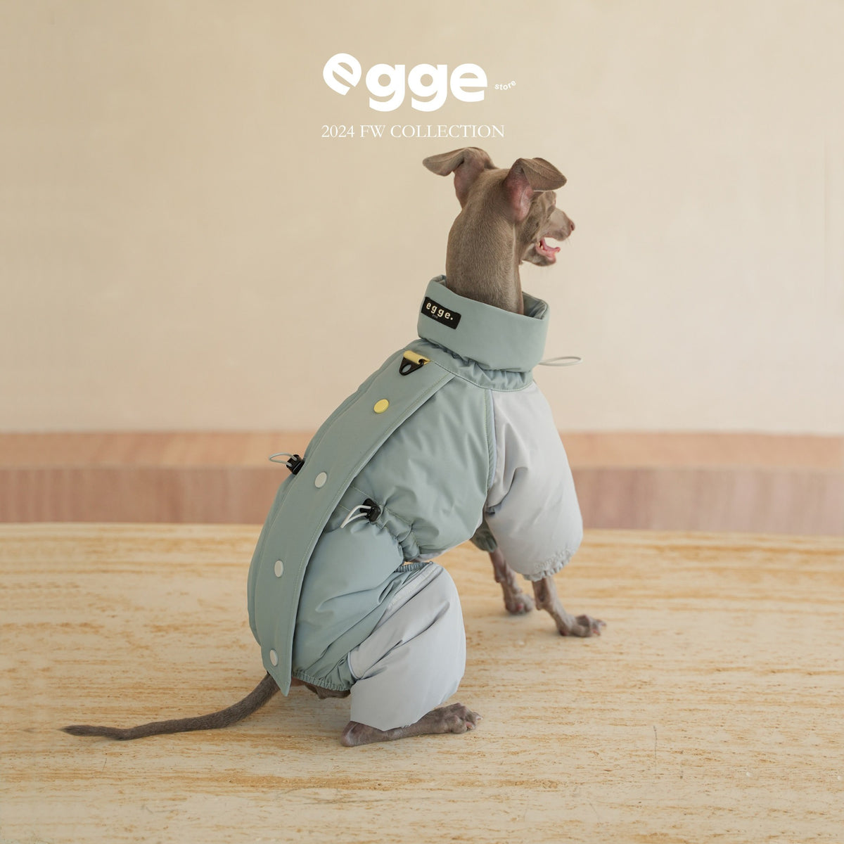 Seated dog wearing a mint colorblock puffer bodysuit.