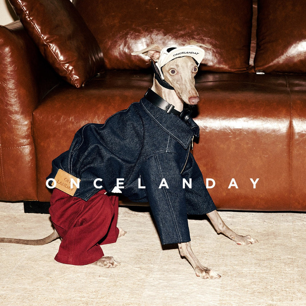 Dog wearing red jeans and a dark jacket beside a sofa.