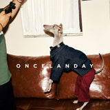 Dog standing on a sofa in red jeans and a dark jacket.