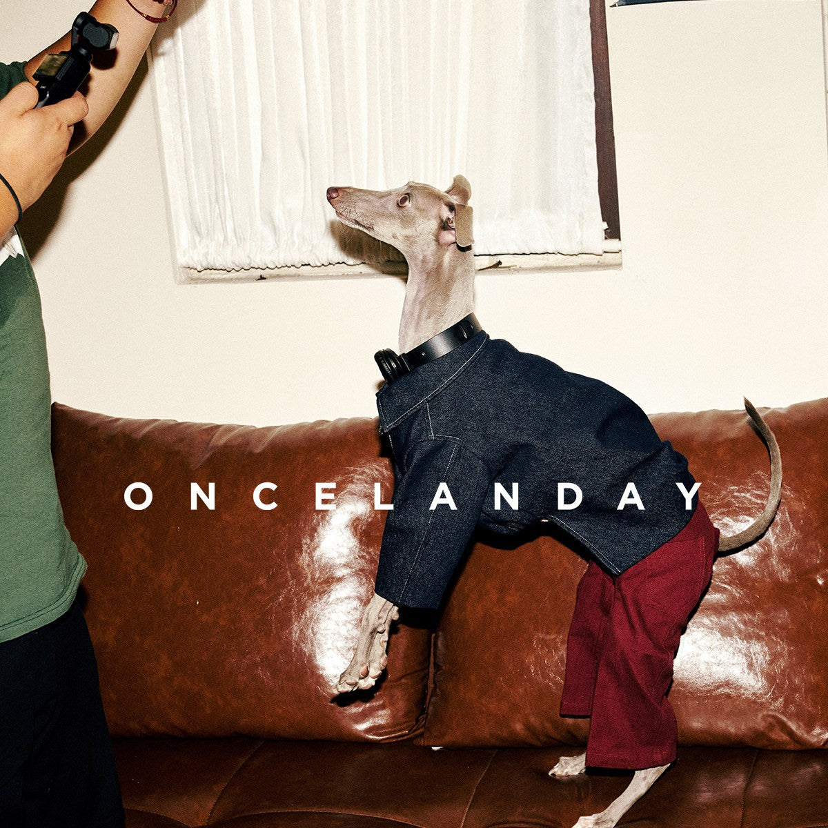 Dog standing on a sofa in red jeans and a dark jacket.